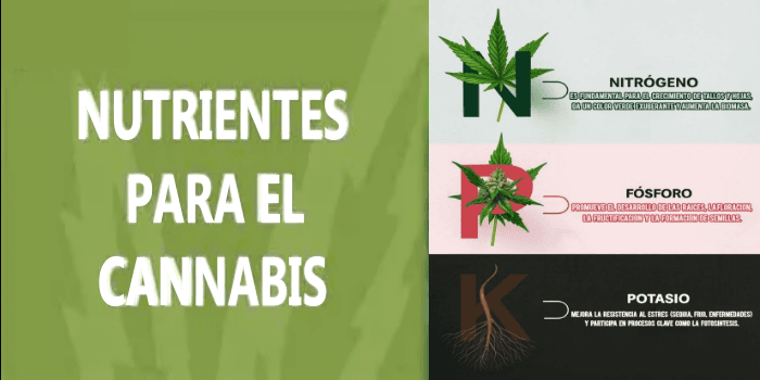 Los tres nutrientes principales nitrógeno N, fósforo P y potasio K clave para el Cannabis de interior